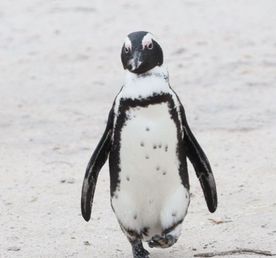 Юар: меняем зиму на лето! Кейптаун, пингвины и сафари.