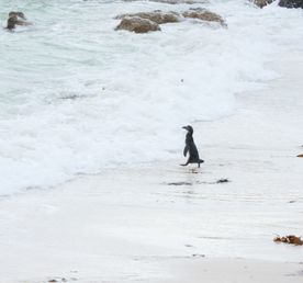Юар: меняем зиму на лето! Кейптаун, пингвины и винодельни.