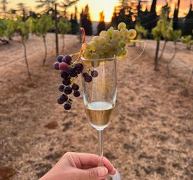 Винный тур в Крым: Весь Крым в бокале!