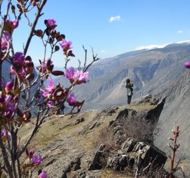 Цветение Маральника на Алтае