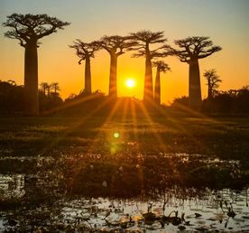 В Краю Баобабов