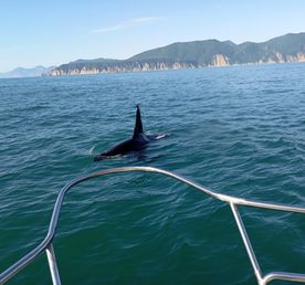 Морская прогулка на Камчатке  к острову Старичков длительность  6 часов