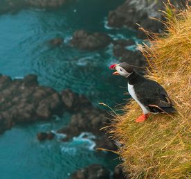 Исландия - за 8 дней вокруг остров