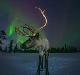 Снежные Приключения / 4 дня и 3 ночи