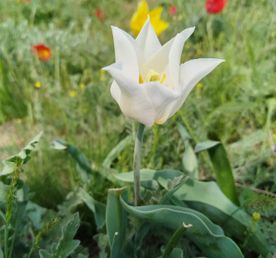 Тюльпанная Калмыкия 2026 г. Лайт 5 дней