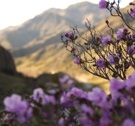 Цветение Маральника на Алтае