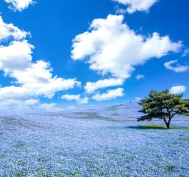 К истоку Японских островов. Сакура в регионе Тохоку.