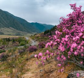 Когда цветет маральник
