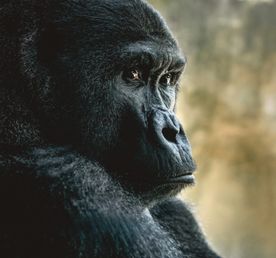 Кения и Уганда