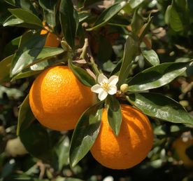 Турция — там, где зима пахнет апельсинами: от моря и до гор за 8 дней