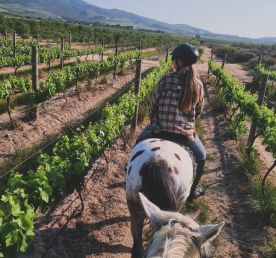 Индивидуальный Конный Тур в Кейптауне