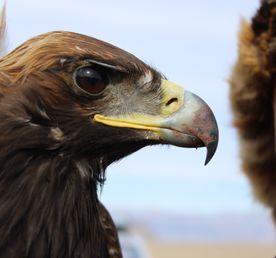 Монголия: охотники ветра.