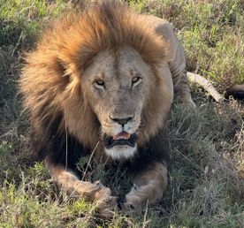 Приватное сафари 4 дня для двоих или семьи: Большая пятёрка и топ-парки Танзании