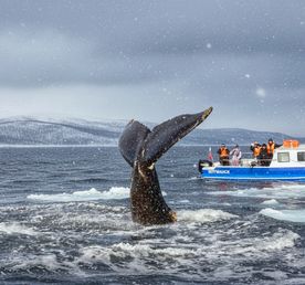 Аврора.Море.Ты. Териберка с выходом в море и проживанием