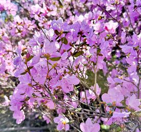 Цветение маральника на Алтае. Майские в сиреневых горах.