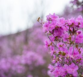 Цветение маральника на Алтае