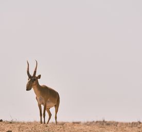 Заповедники Калмыкии