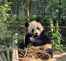 День с пандами в Чэнду