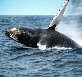 Эффект Камчатки: самые яркие локации!