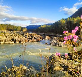 В горы Алтая К Цветущему Маральнику