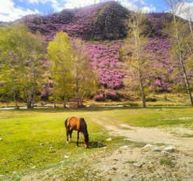 Цветение Маральника в Горах Алтая.