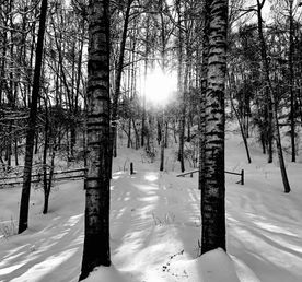 Берёзовая роща и дегустация казахстанского вина