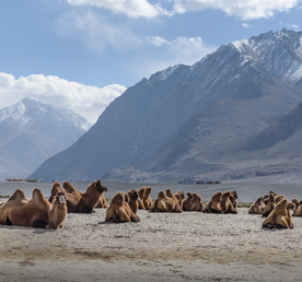 Малый Тибет (Индия)