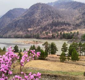 Из Горно-Алтайска К Цветущему Маральнику