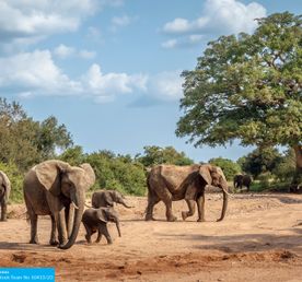 Юар: Кейптаун, 2 океана, сафари, Найсна и миграция китов
