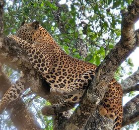 Элла и сафари в парке Яла