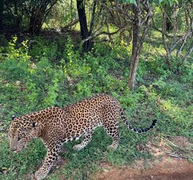 Сафари в национальном парке Яла