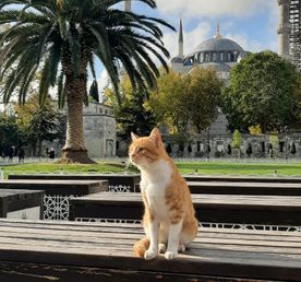 Сказочный Стамбул и Принцевы острова 5 дней с проживанием.