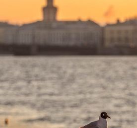 3 дня. Царский Петербург