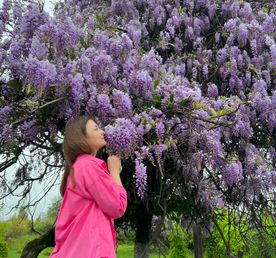 Другая Абхазия: цветущая глициния