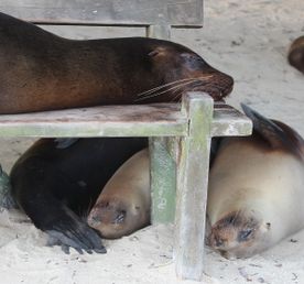 Галапагоcские острова: Экспедиция с биологом - к морским львам, игуанам и черепахам