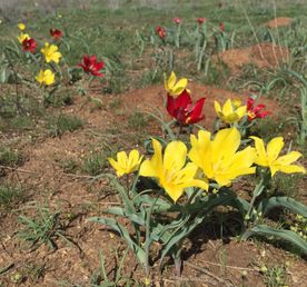 Путешествие на гору Богдо и соленое озеро Баскунчак.