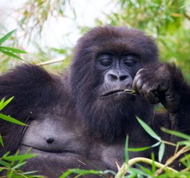 Руанда и Уганда: сквозь джунгли к приматам!