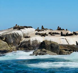 Юар. Замбия. Зимбабве. Ботсвана