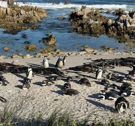 Юар: приключения на краю континента