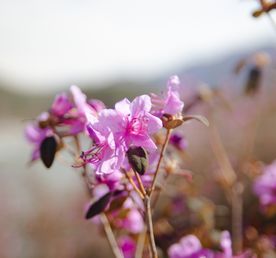 Цветение маральника на Алтае 2026