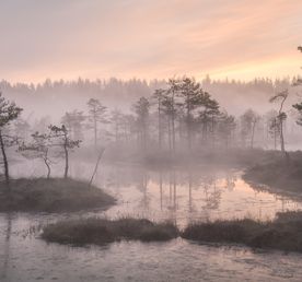 Комфортный тур на болота