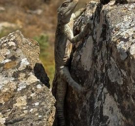 5 уникальных чудес Азербайджана