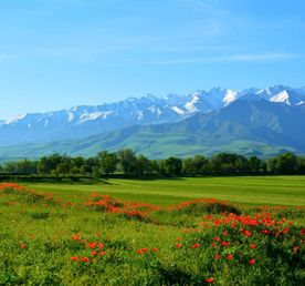 Весенние цветение альпийских лугов и горные озера южной Киргизии