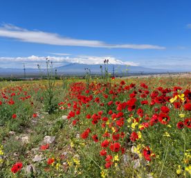 В Армению весной! Все красоты за 6 дней!