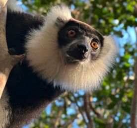 Мадагаскар: лемуры, водопад Лили и знаменитая Аллея Баобабов