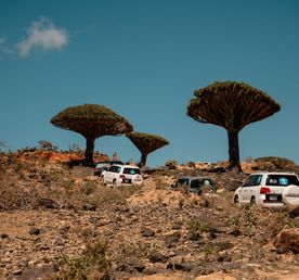 Авторский тур на остров Сокотра с предпринимателями