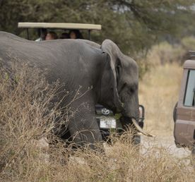 Твоя Африка: сафари мечты на 3 дня в Танзании!