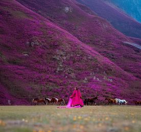 Путешествие на Алтай: цветение маральника