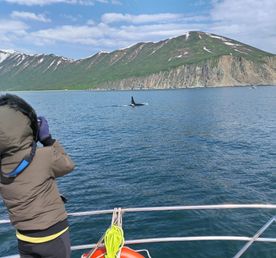 Идем к китам и косаткам - Морской круиз на Камчатке
