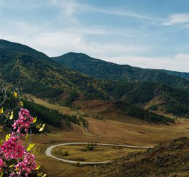 Алтай: цветение маральника